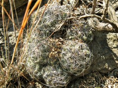 Coryphantha nickelsiae