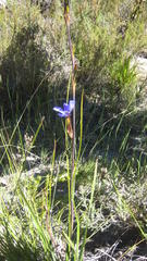 Aristea cuspidata