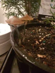 Psilocybe angulospora