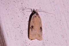 Agonopterix nervosa