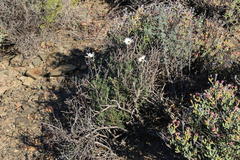 Ursinia pilifera