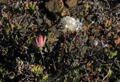 Ursinia pilifera