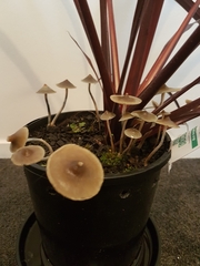 Psilocybe angulospora