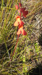 Disa cardinalis