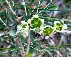 Leptospermum spinescens