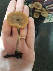 Psilocybe angulospora