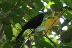 Lampropsar tanagrinus