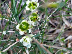 Leptospermum spinescens