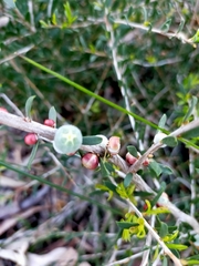Leptospermum spinescens