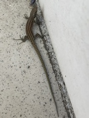 Podarcis guadarramae