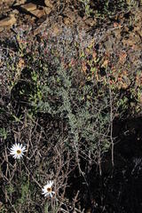 Asparagus capensis capensis