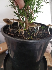 Psilocybe angulospora