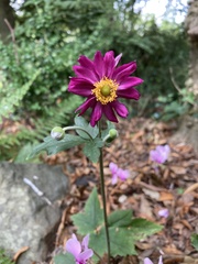 Eriocapitella × hybrida