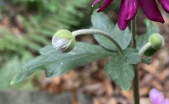 Eriocapitella × hybrida