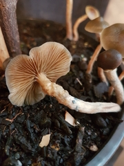 Psilocybe angulospora