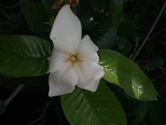 Gardenia gummifera