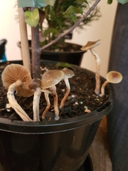 Psilocybe angulospora