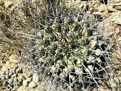 Thelocactus rinconensis rinconensis