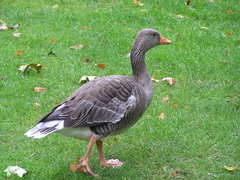 Anser anser