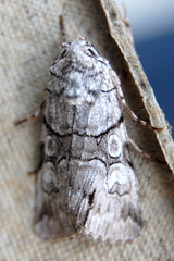 Sympistis chionanthi