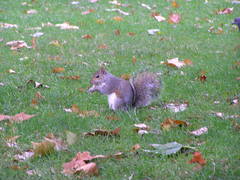 Sciurus carolinensis
