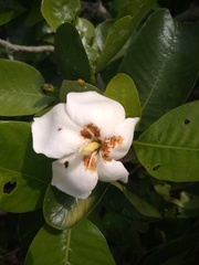 Gardenia gummifera