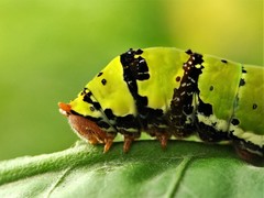 Papilio demoleus