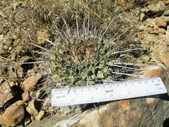 Thelocactus rinconensis rinconensis