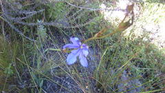 Aristea ensifolia