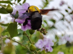 Xylocopa minor