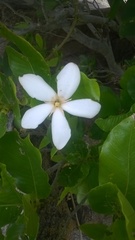 Gardenia gummifera