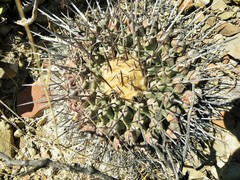 Thelocactus rinconensis rinconensis