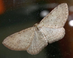 Poecilasthena scoliota
