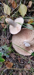 Lactarius flexuosus
