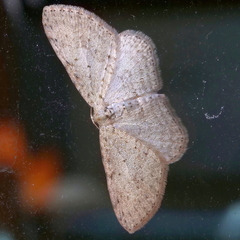 Poecilasthena scoliota
