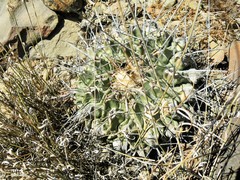 Thelocactus rinconensis rinconensis