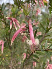 Styphelia triflora