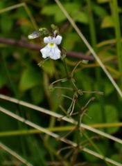 Nemesia albiflora