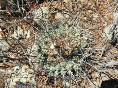 Thelocactus rinconensis rinconensis