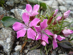Dianthus glacialis