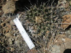 Thelocactus rinconensis rinconensis