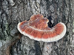 Inonotus quercustris