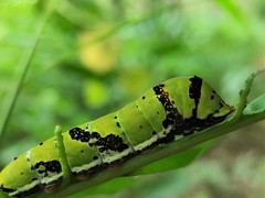 Papilio demoleus