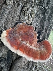 Inonotus quercustris