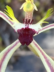 Caladenia atrovespa