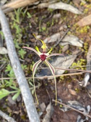 Caladenia atrovespa