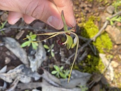 Caladenia atrovespa