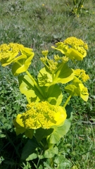 Smyrnium perfoliatum