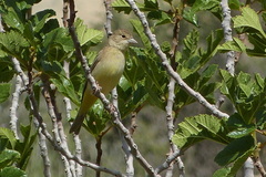 Emberiza melanocephala
