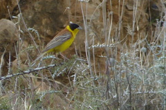 Emberiza melanocephala